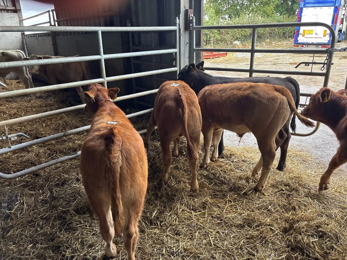 6 super limosin bull runners - Image 3