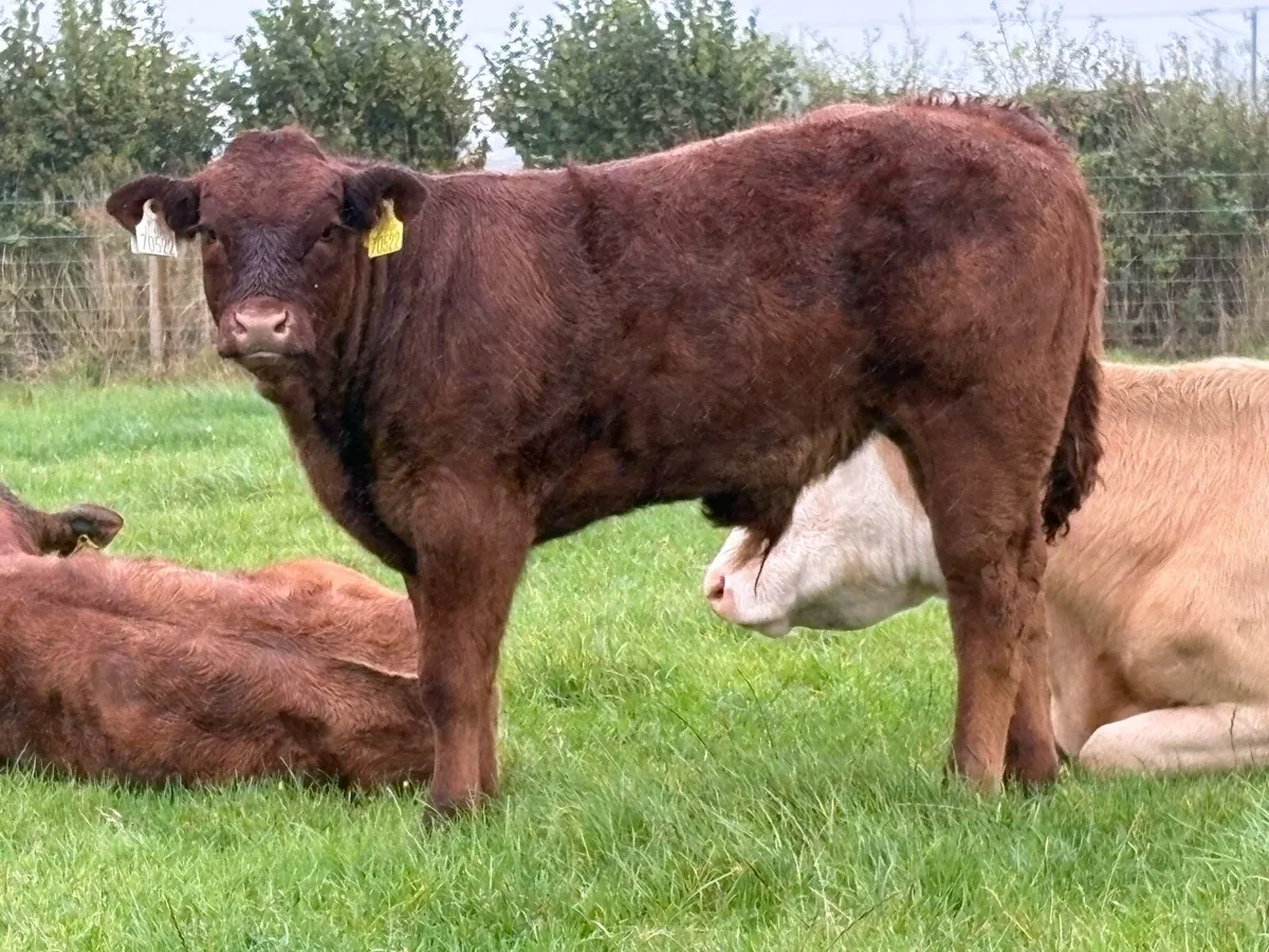 Super second calved saler cow  u grade bull calf - Image 2