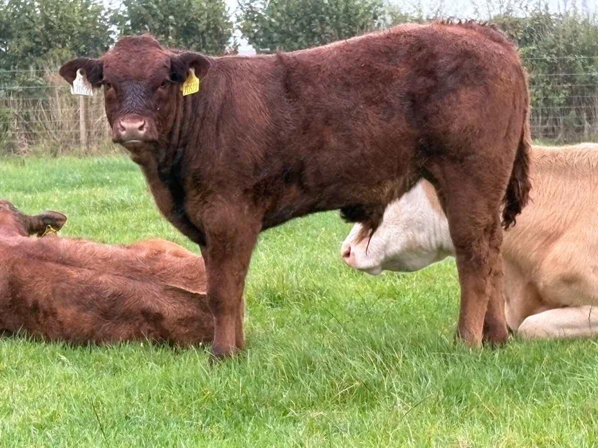 Super second calved saler cow  u grade bull calf - Image 3