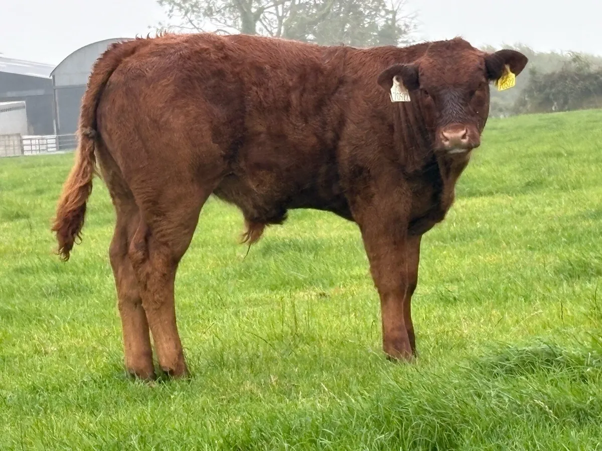Super second calved saler cow  u grade bull calf - Image 4
