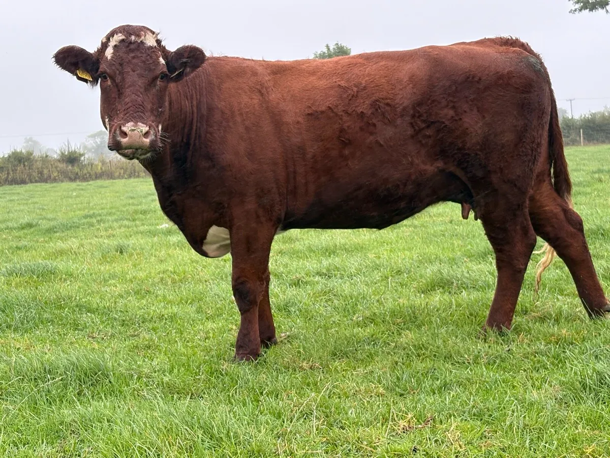 Super second calved saler cow  u grade bull calf - Image 1