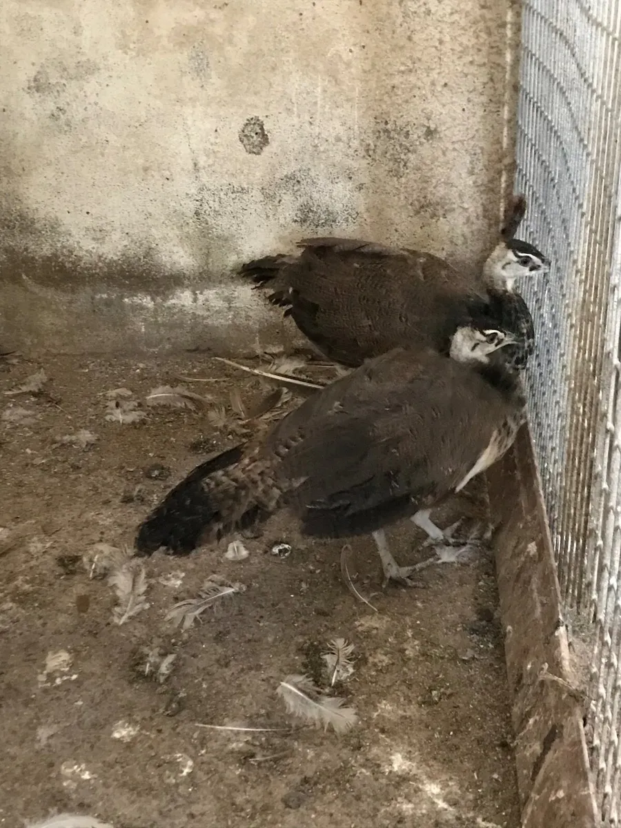 2 Peafowl for sale - Image 1