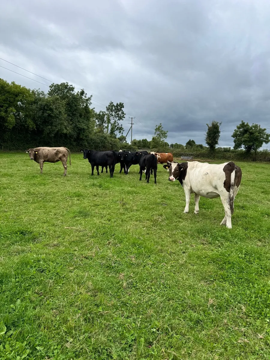 Heifers - Image 3