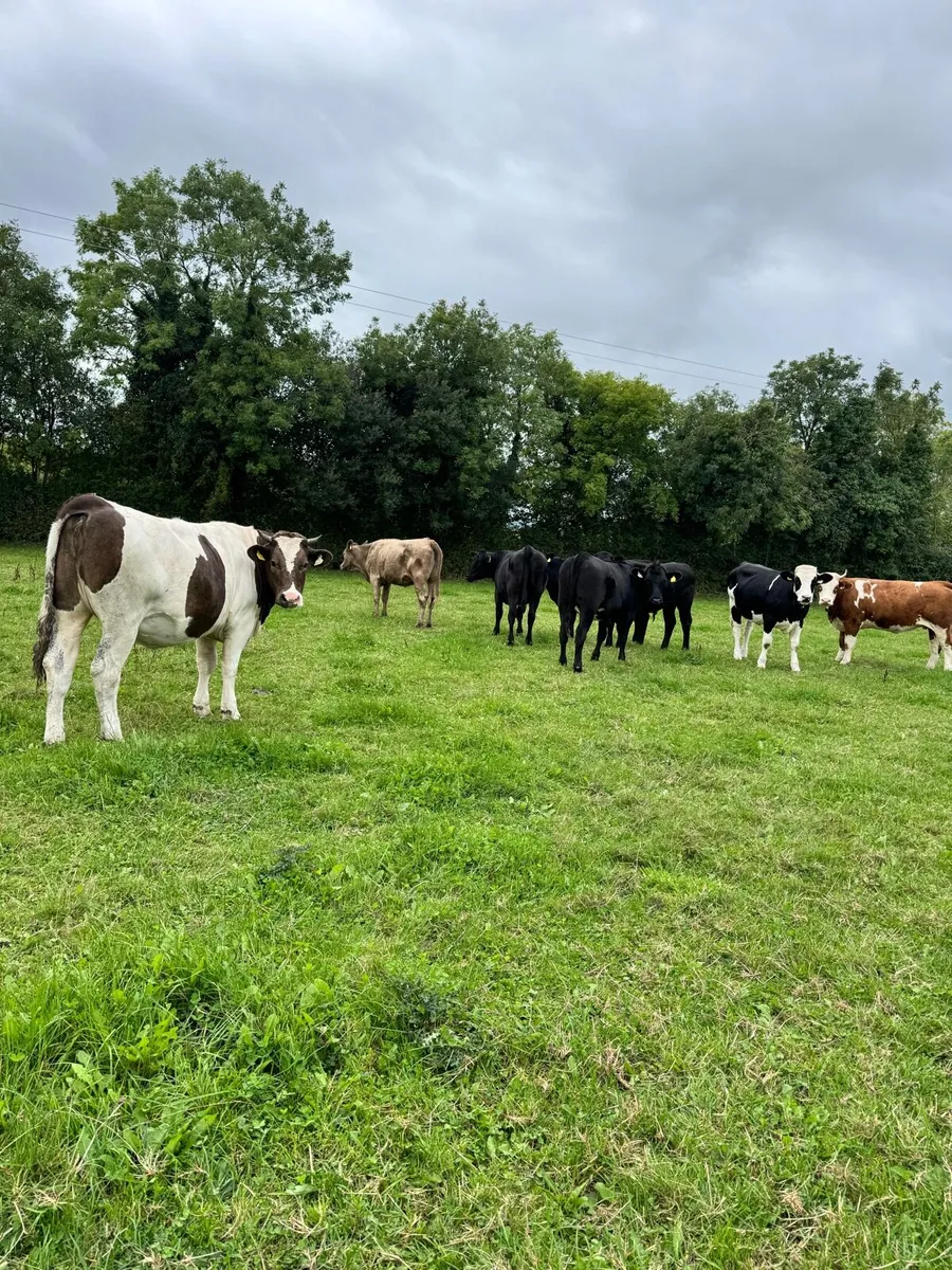 Heifers - Image 2