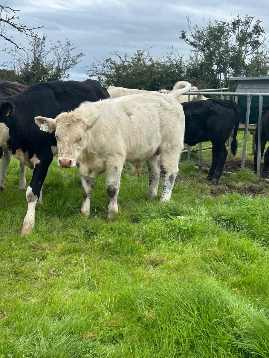 PBR Charolais bull weanling - Image 2