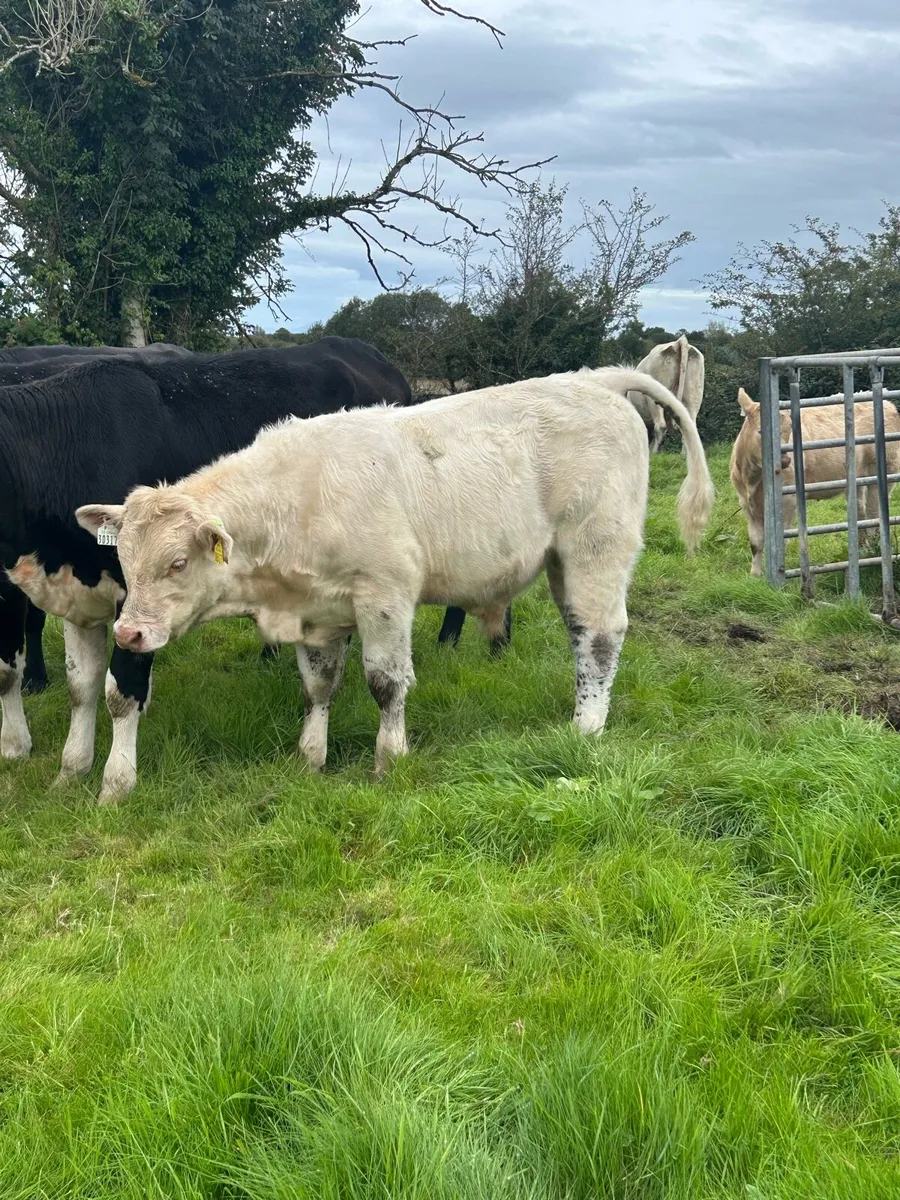 PBR Charolais bull weanling - Image 3