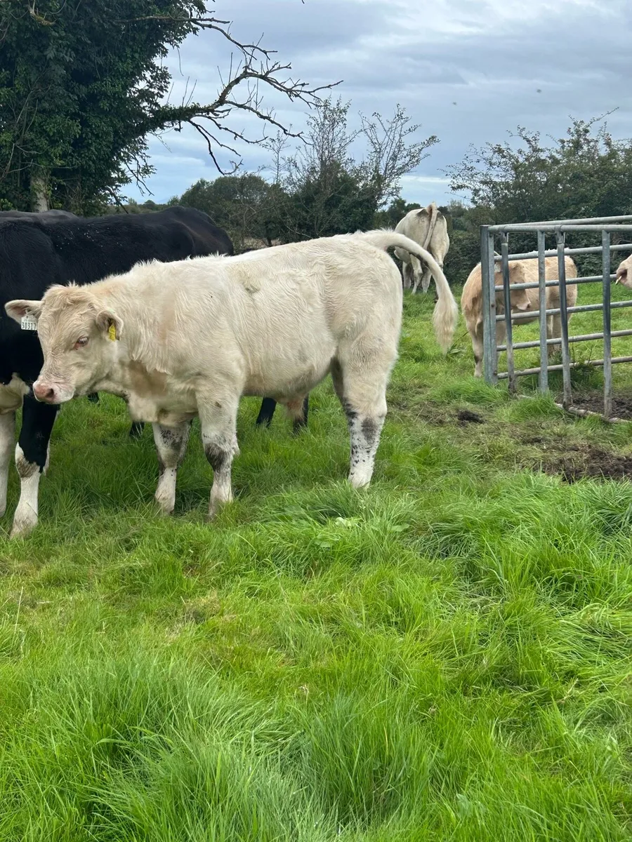PBR Charolais bull weanling - Image 1