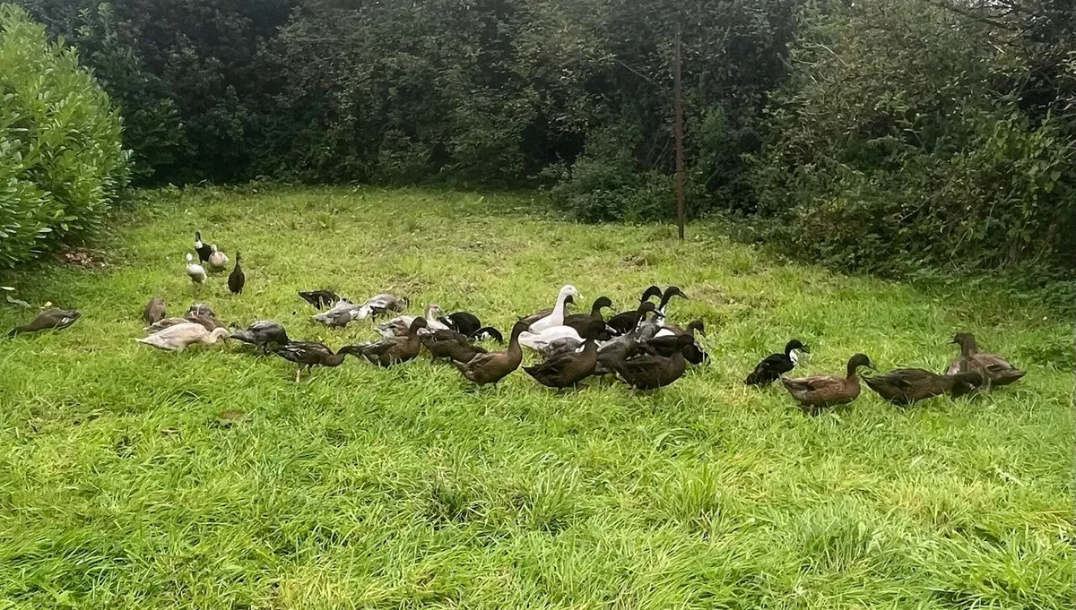 Duck for sale 40 - Image 3