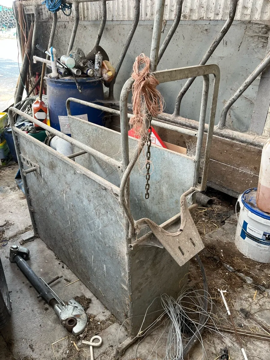 Calf dehorning crate - Image 2