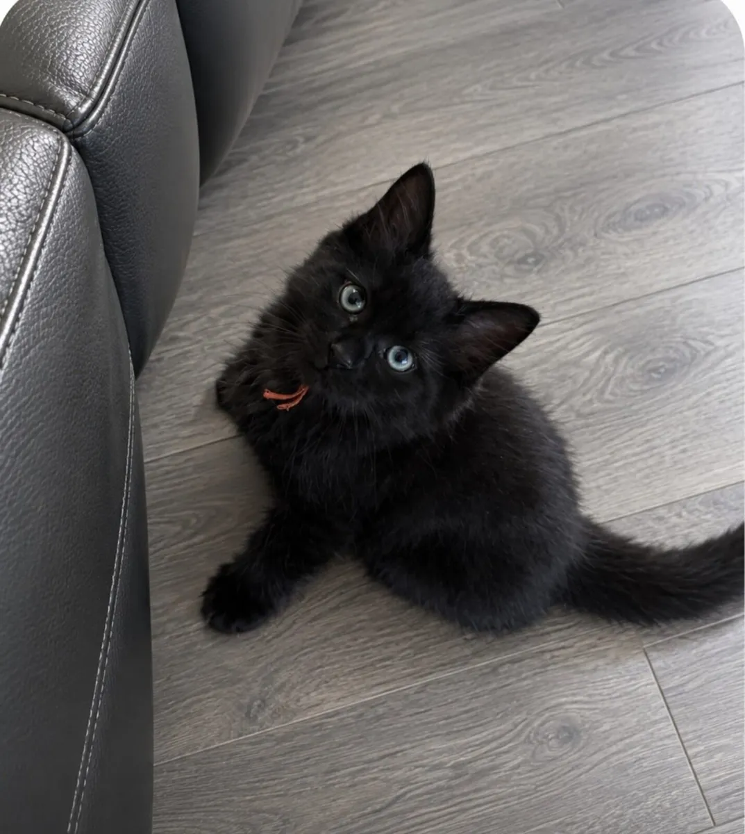 Ragcoon Kittens - Image 2