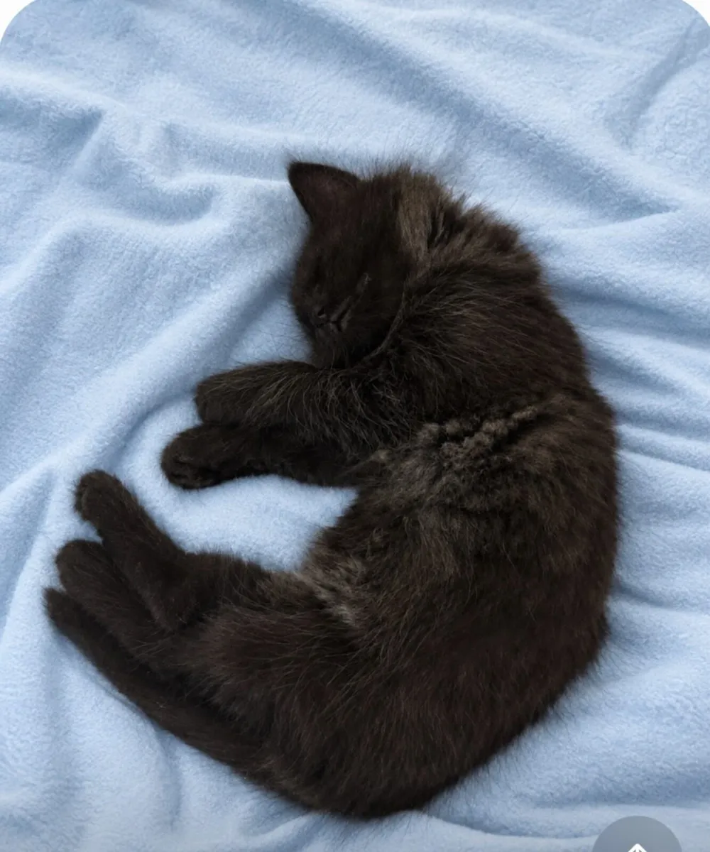 Ragcoon Kittens - Image 3