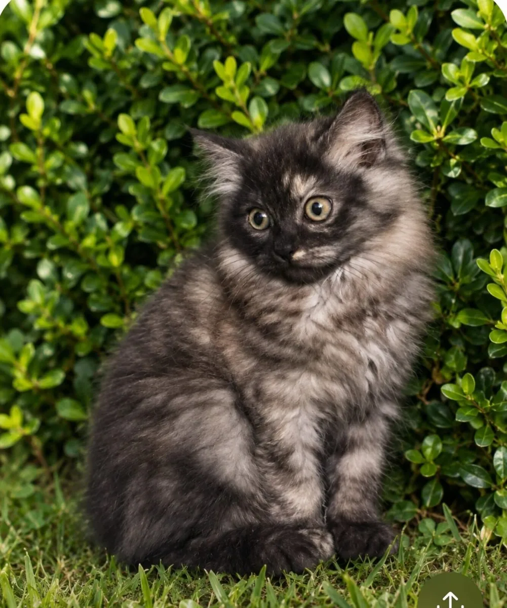 Ragcoon Kittens - Image 1