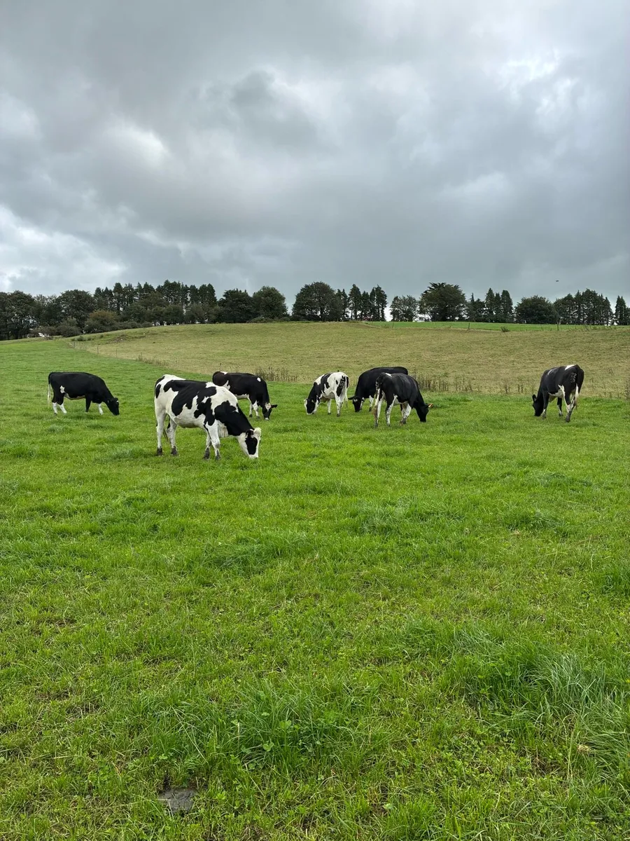 Friesian in calf heifers - Image 1