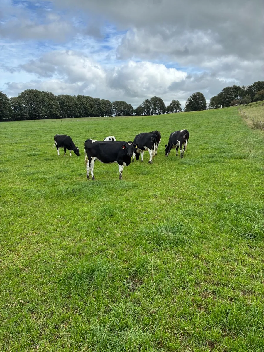 Friesian in calf heifers - Image 3