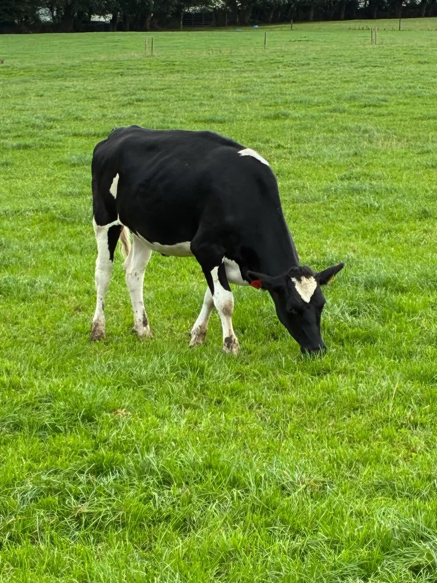Friesian in calf heifers - Image 4