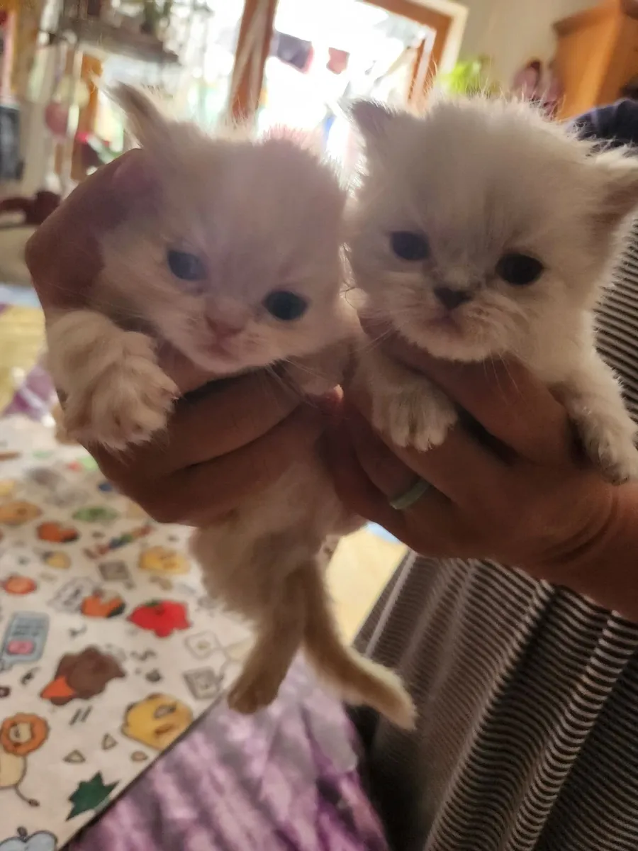 Long hair Scottish fold kitten's - Image 1