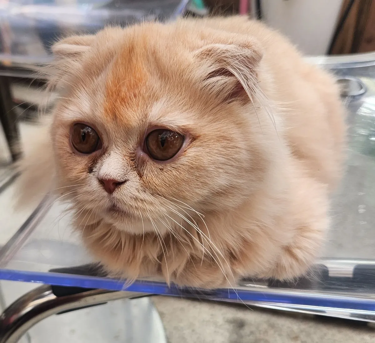 Long hair Scottish fold kitten's - Image 2