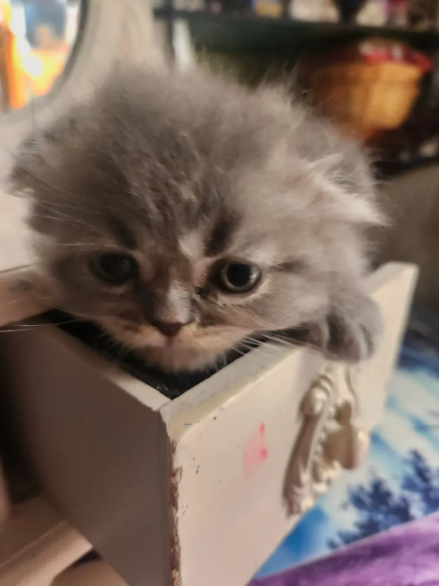 Long hair Scottish fold kitten's - Image 3