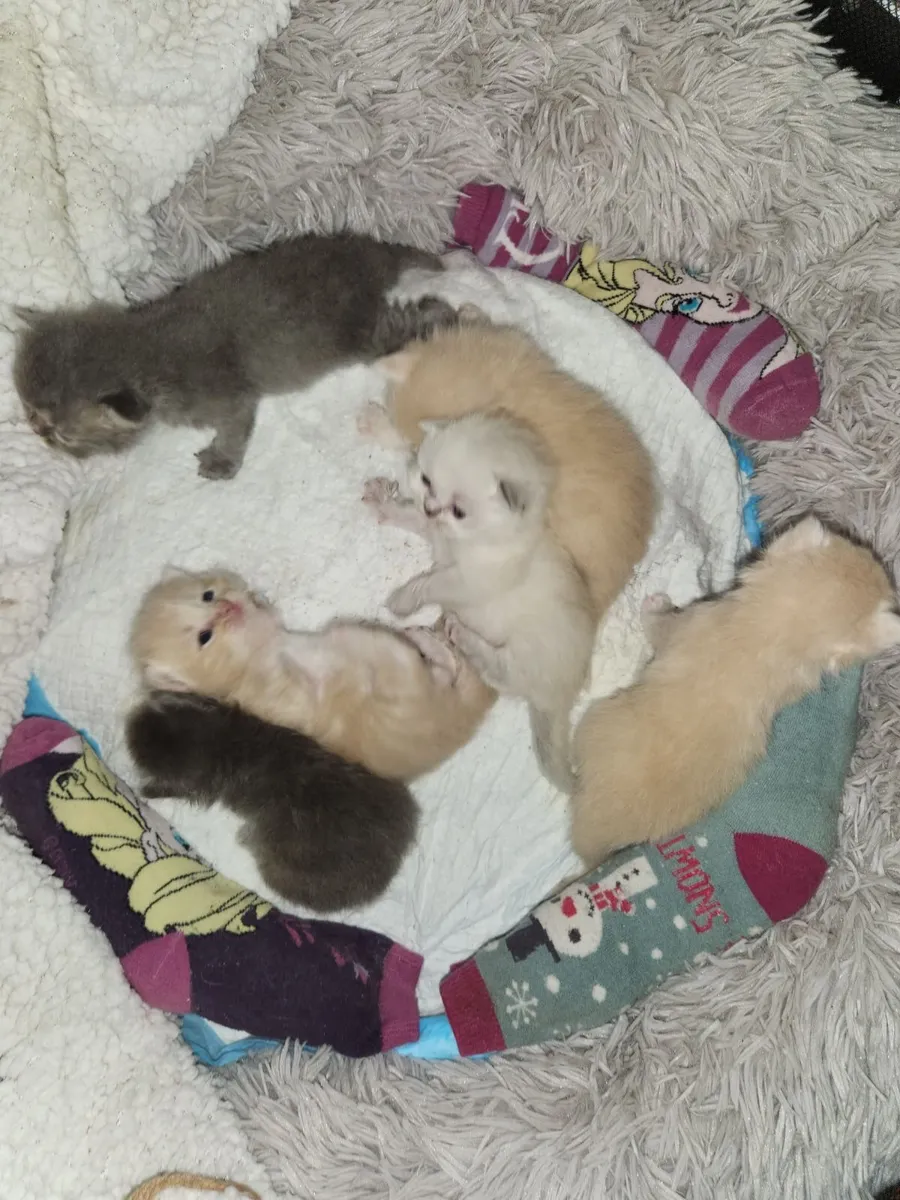 Long hair Scottish fold kitten's - Image 4