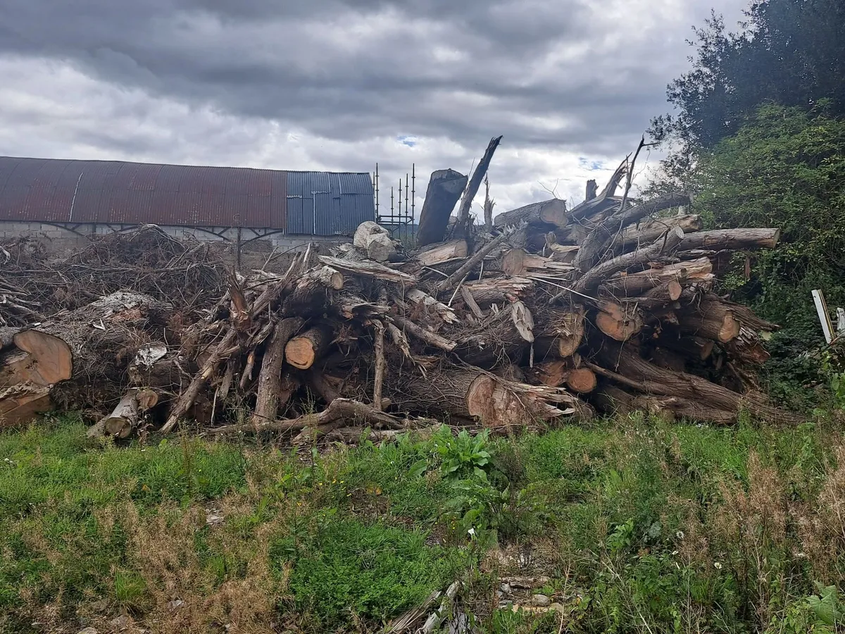 Felled, Dried Cyprus firewood - Image 1