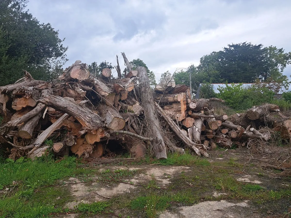 Felled, Dried Cyprus firewood - Image 2