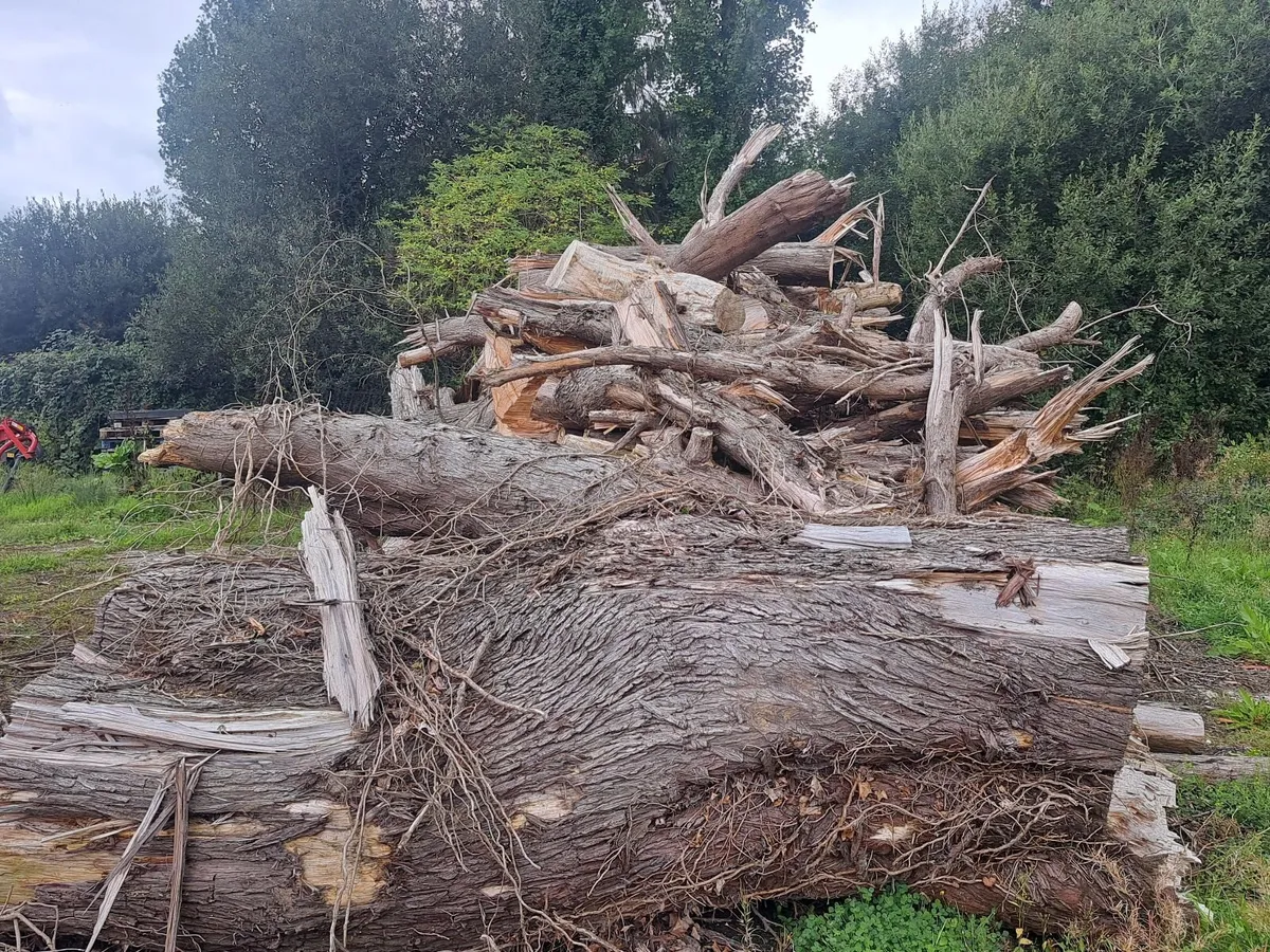 Felled, Dried Cyprus firewood - Image 3