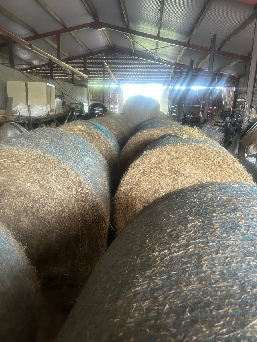Hay - Image 1