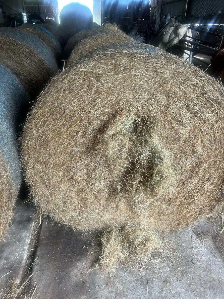Hay - Image 2
