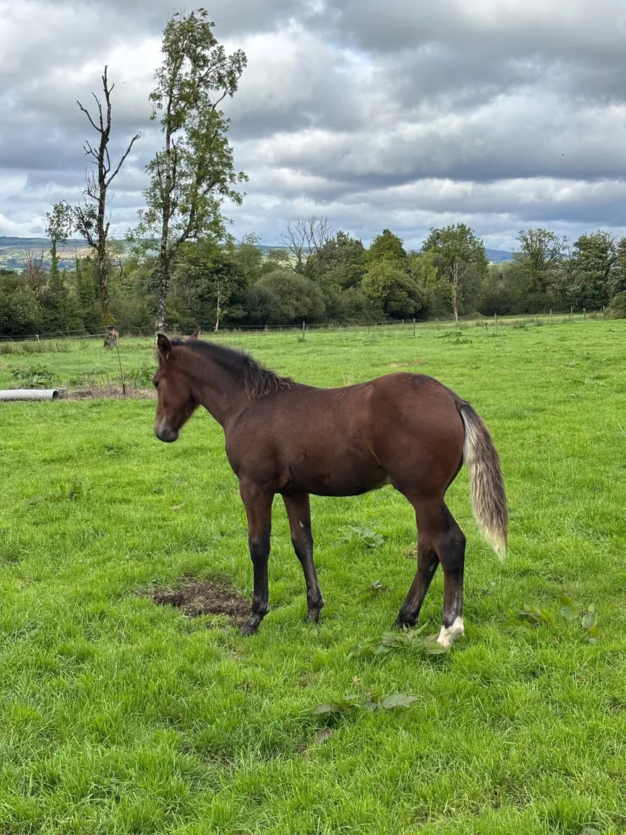 Colt Foal - Image 4