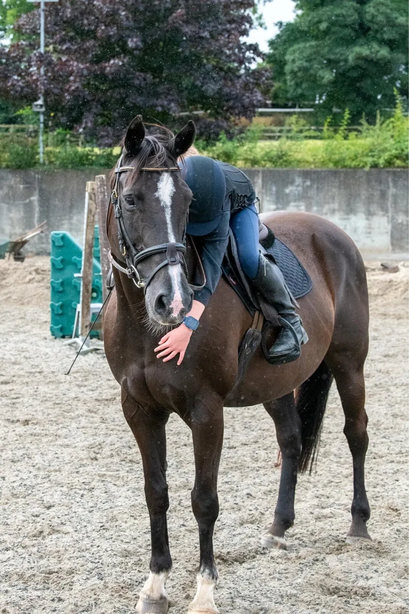 Superstar 15’2 family mare - Image 3