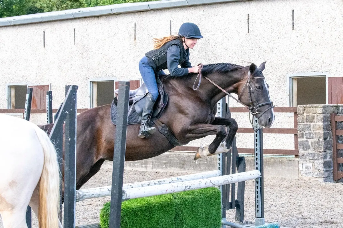 Superstar 15’2 family mare - Image 4