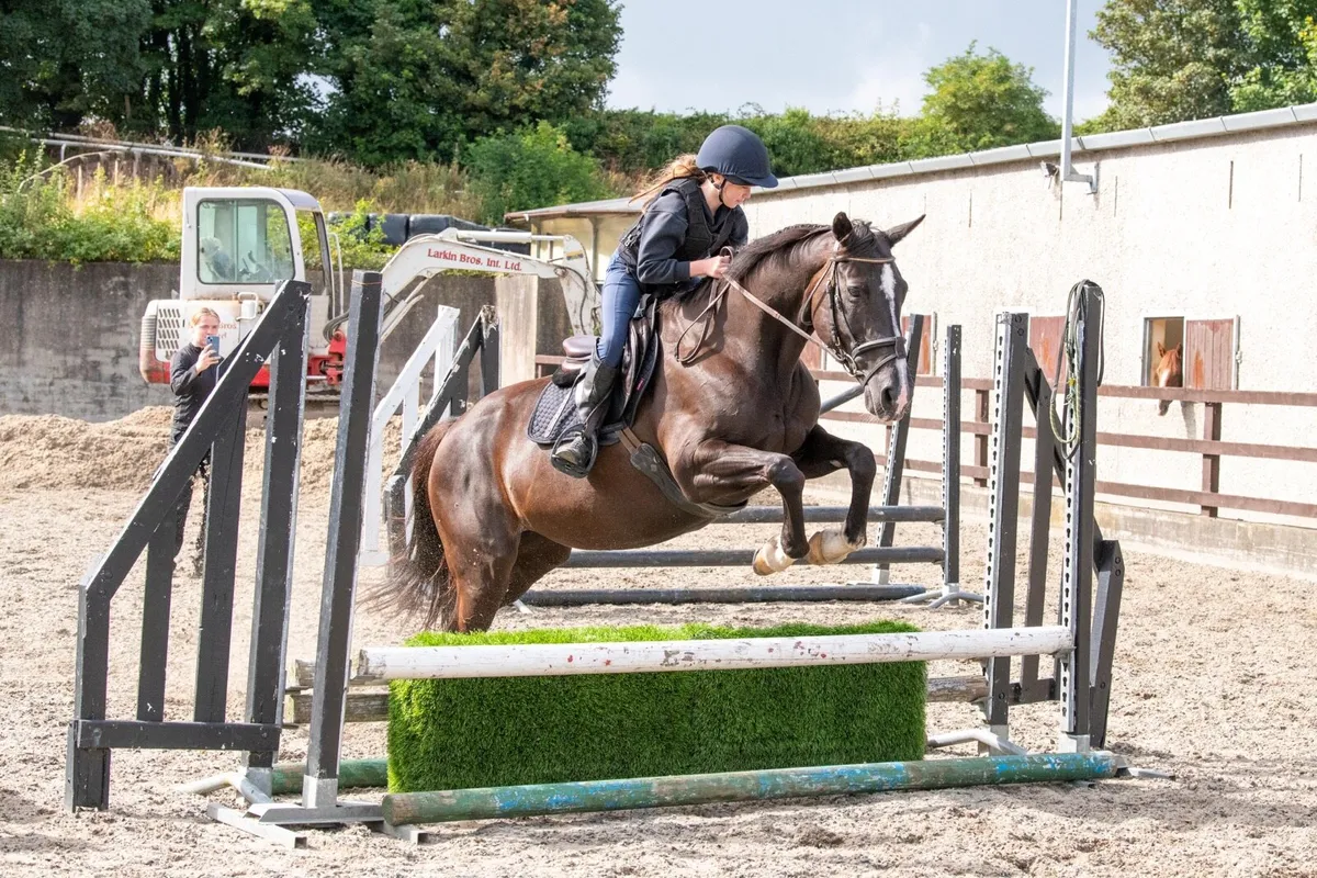 Superstar 15’2 family mare - Image 1