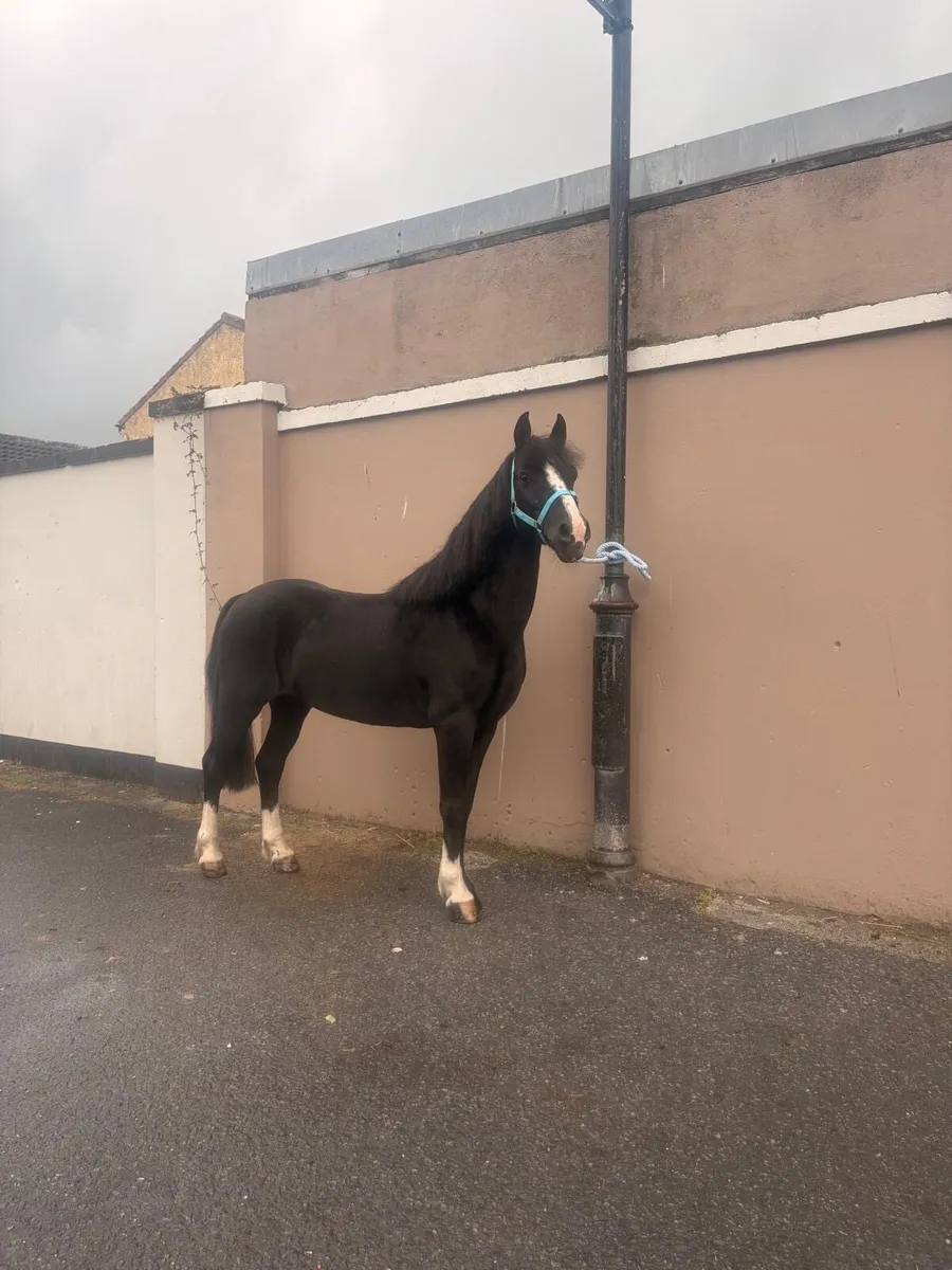 Pony - Image 4