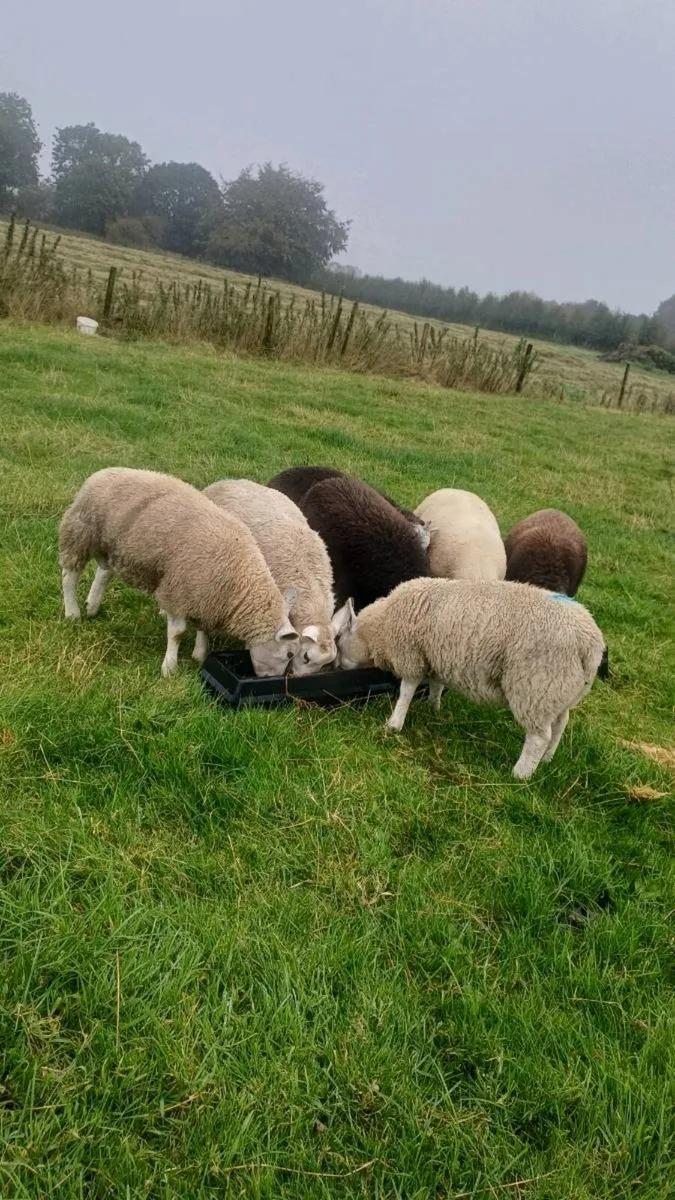 Ram lambs - Image 3