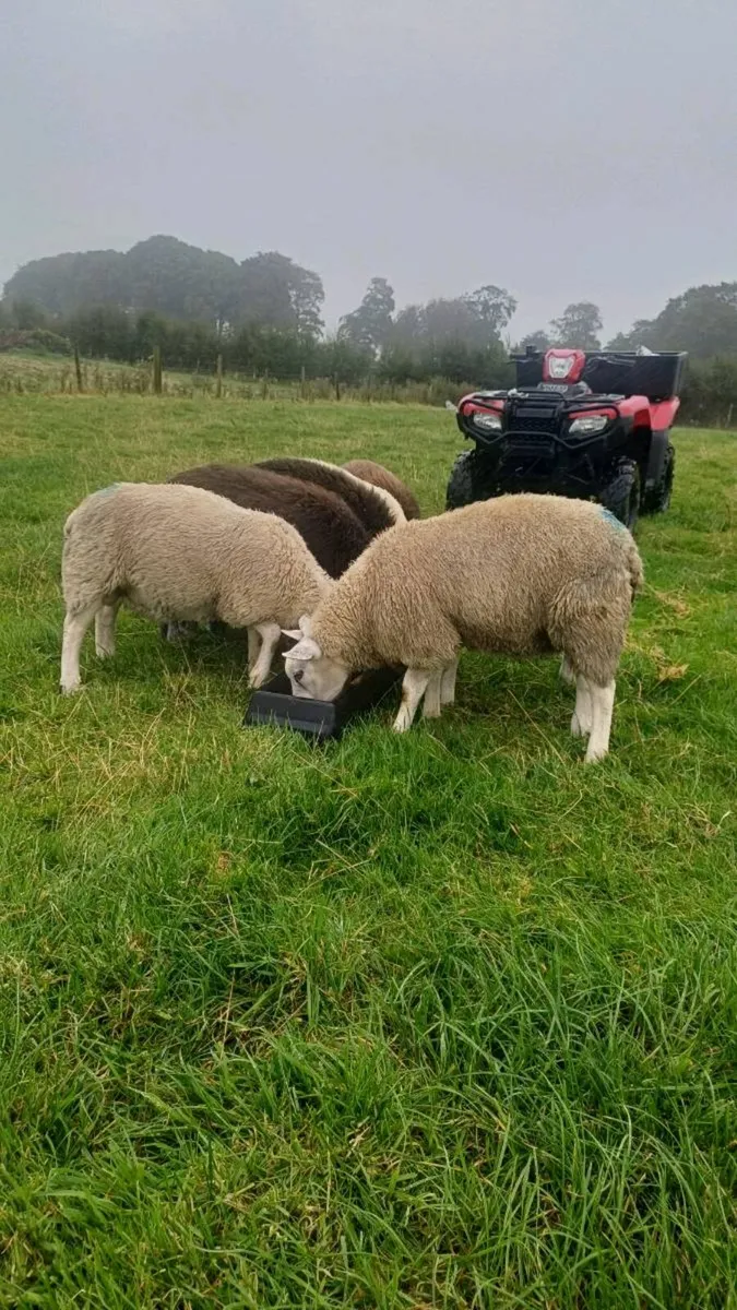 Ram lambs - Image 1