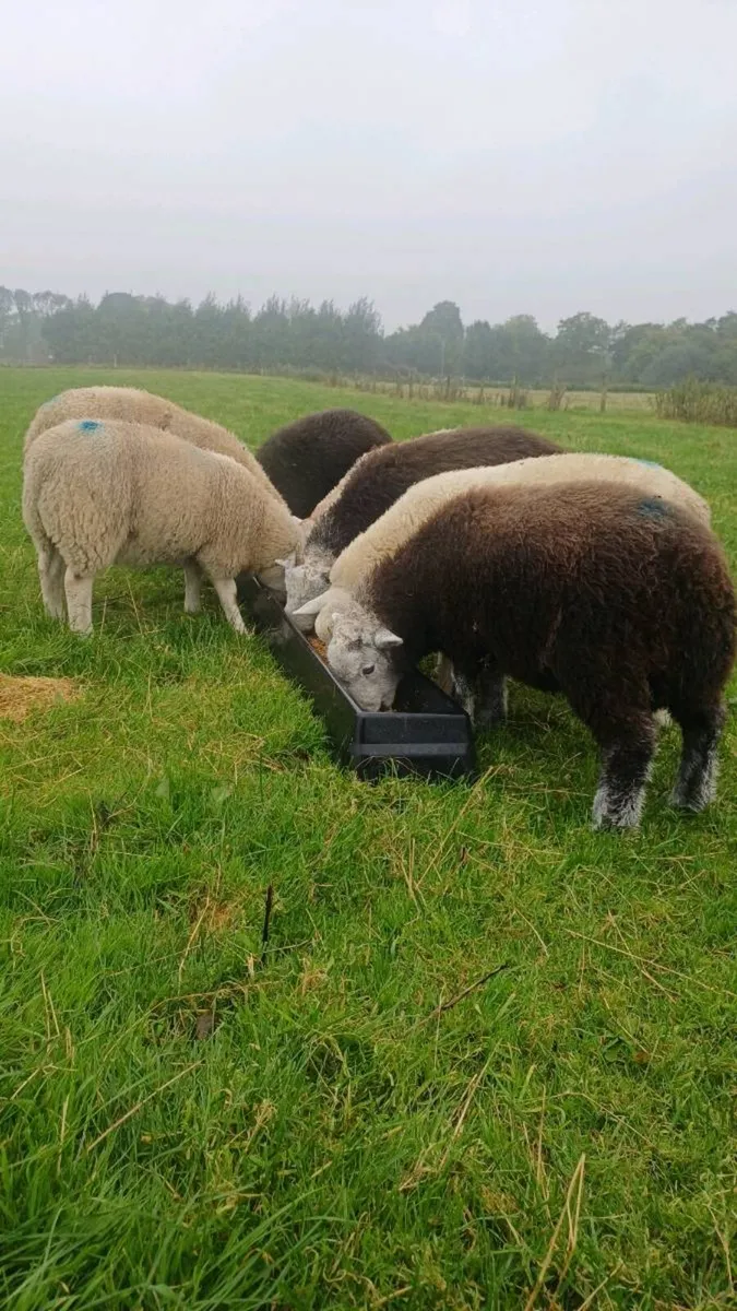 Ram lambs - Image 4