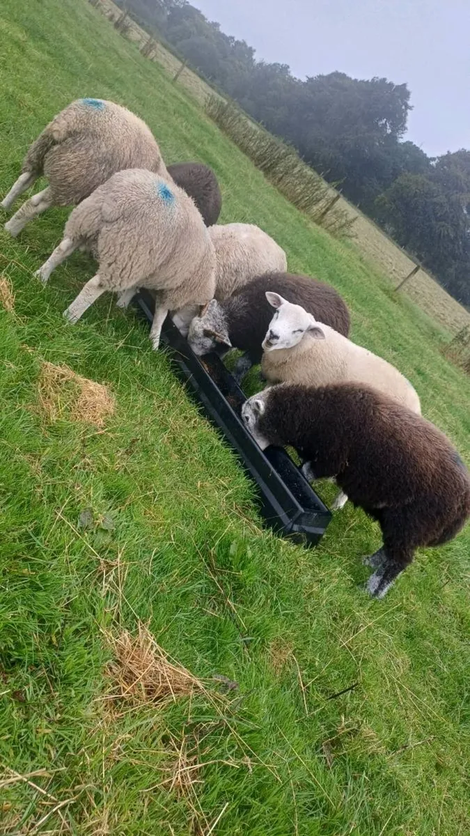 Ram lambs - Image 2