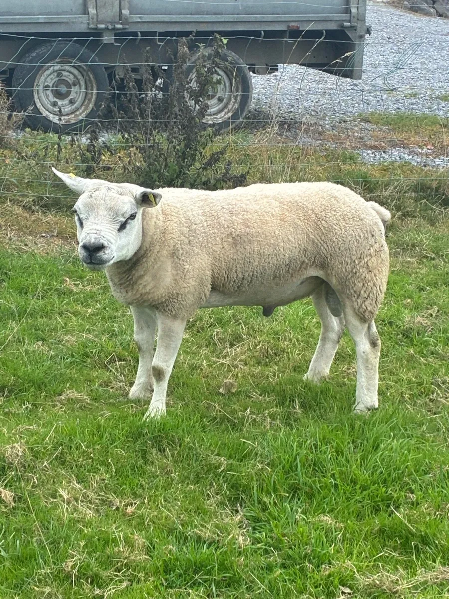 Pure bred Texel Rams suftex ram lamb - Image 1