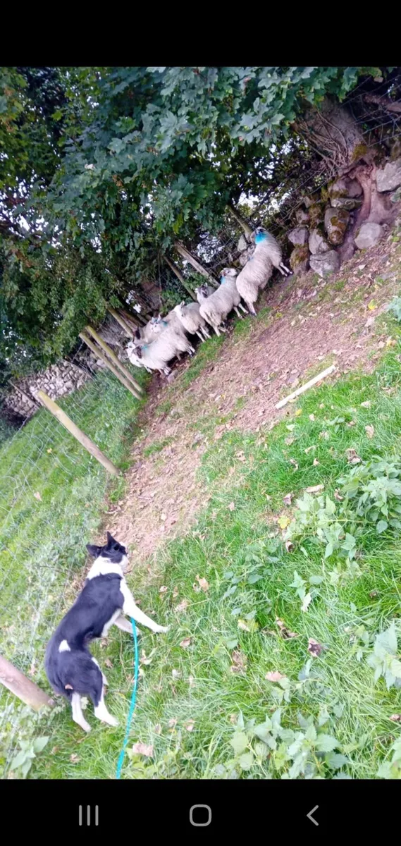 Ram lambs - Image 1