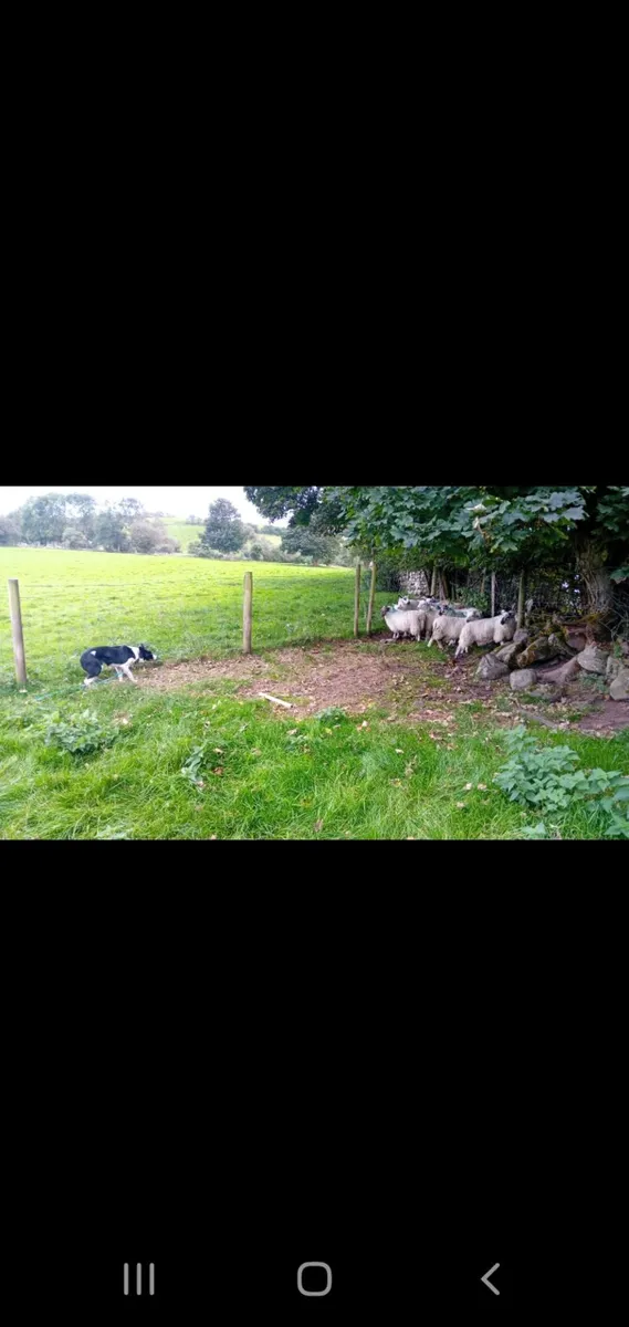 Ram lambs - Image 2