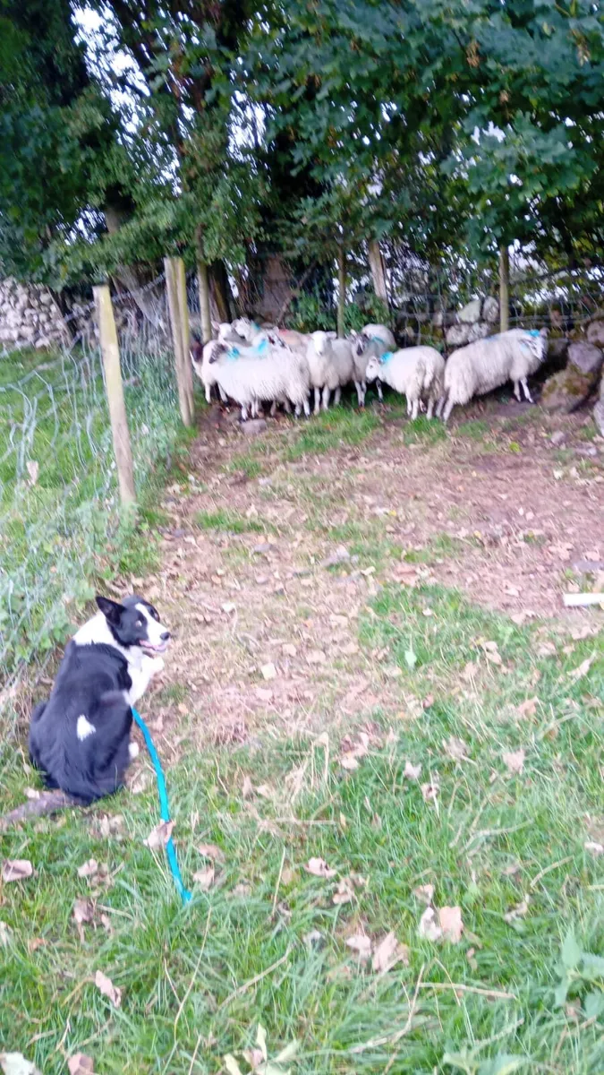 Ram lambs - Image 3