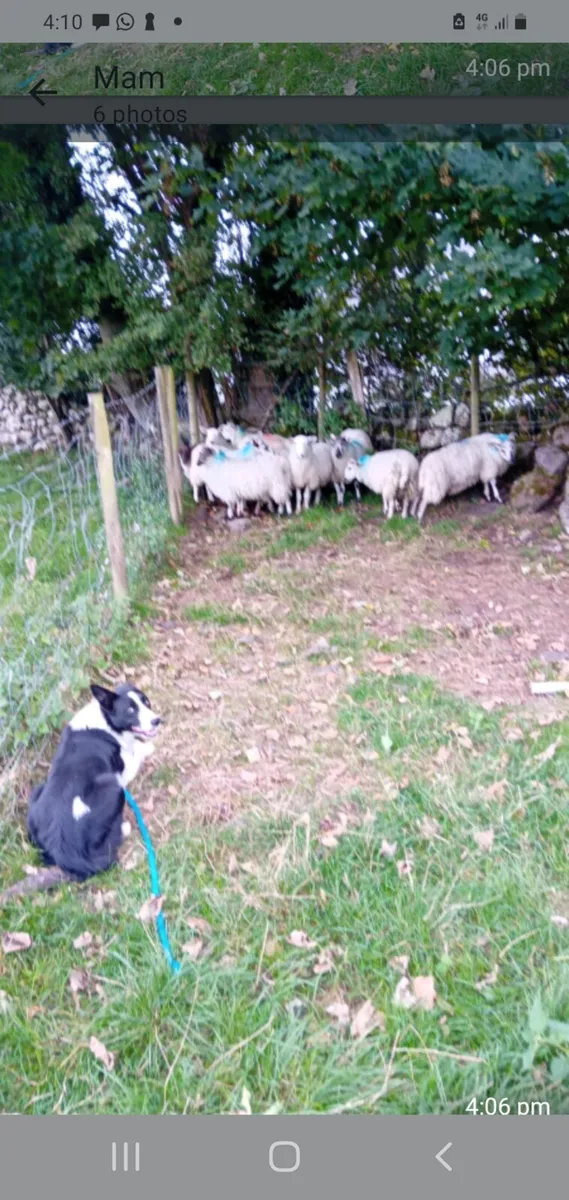Ram lambs - Image 4