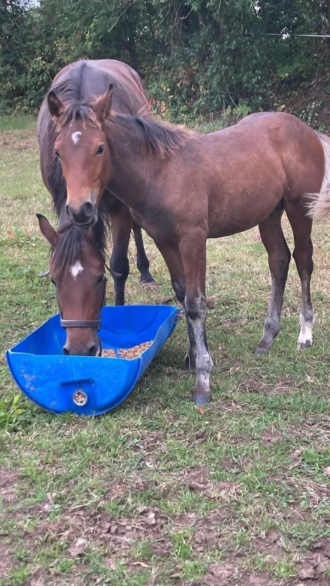 Colt Foal - Image 1