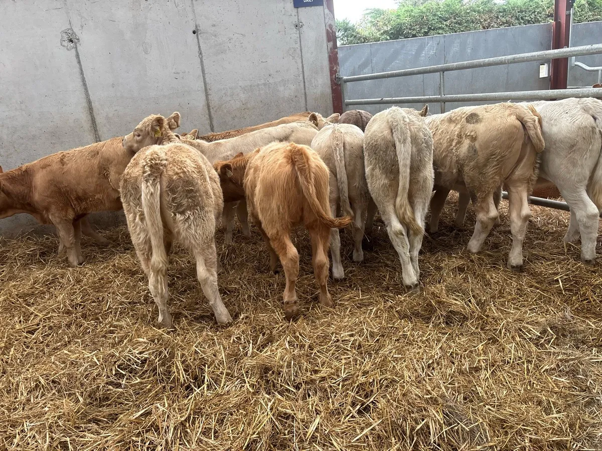 12 super charlaois heifer weanlings - Image 3