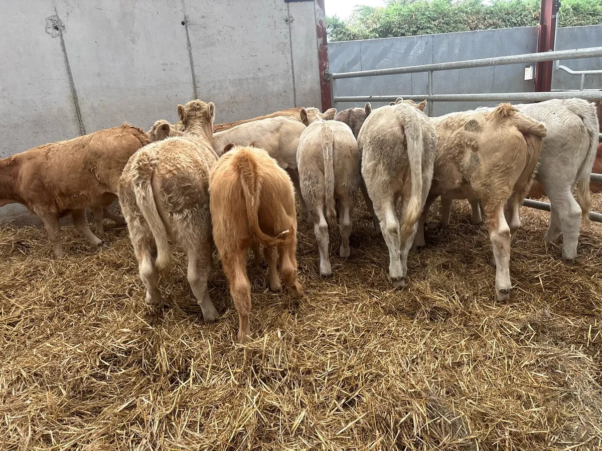 12 super charlaois heifer weanlings - Image 2