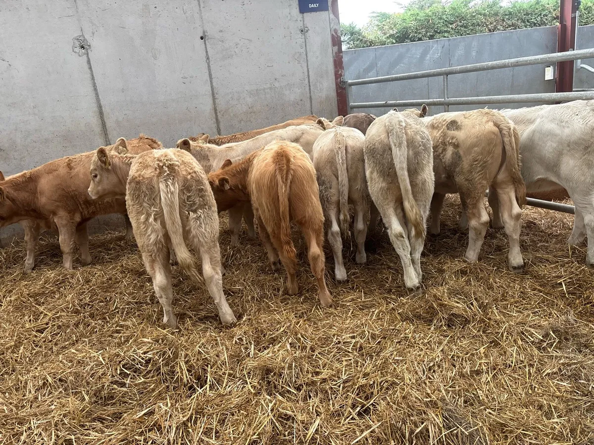 12 super charlaois heifer weanlings - Image 4