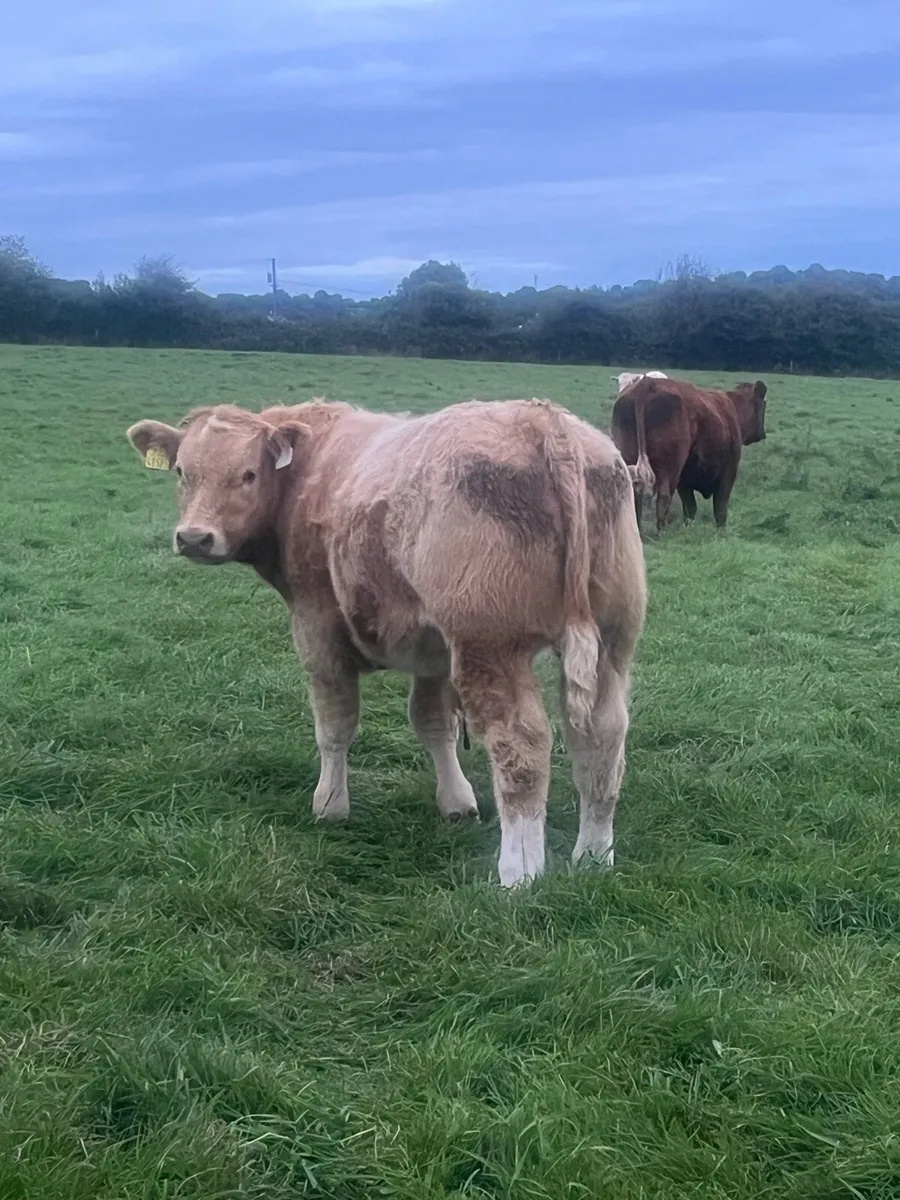 Weanling bulls - Image 2
