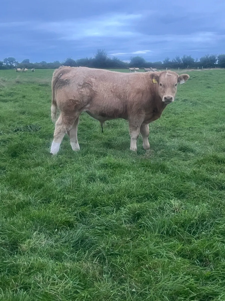 Weanling bulls - Image 3