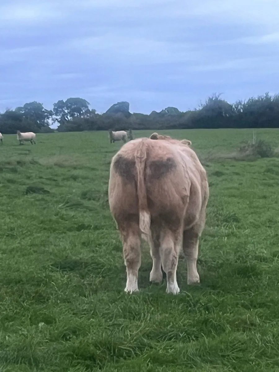 Weanling bulls - Image 4