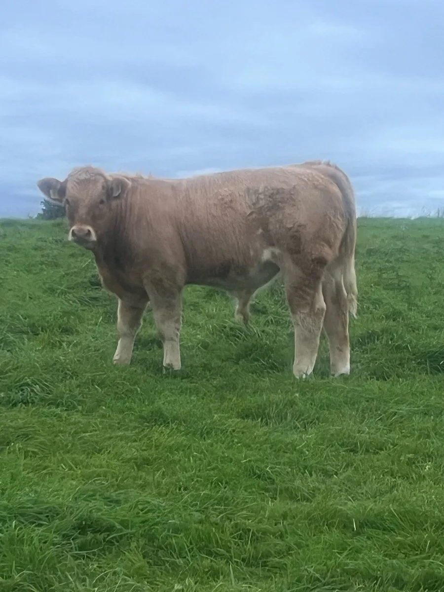 Weanling bulls - Image 1